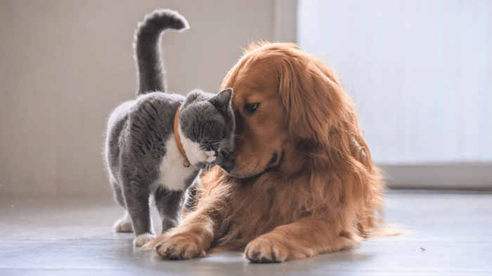 cat and dog cuddling 