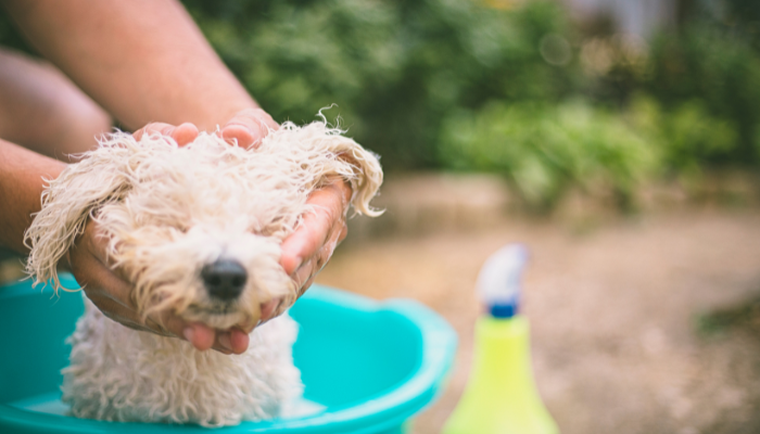 Dog Wash